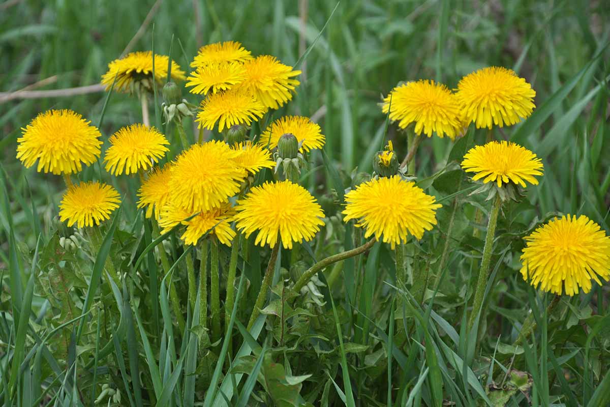 Dandelion-Tea-Fertilzer-Feature.jpg
